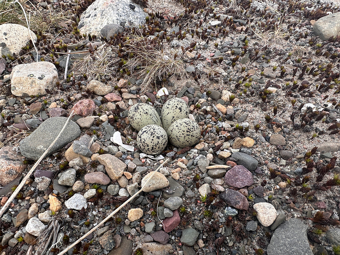 Tundra Ringed Plover, Skallelv, Norway, June 2025