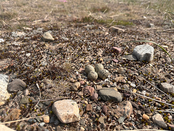 Tundra Ringed Plover, Skallelv, Norway, June 2025