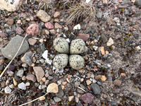 Tundra Ringed Plover, Skallelv, Norway, June 2025