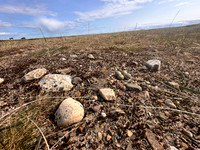 Tundra Ringed Plover, Skallelv, Norway, June 2025