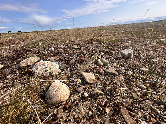 Tundra Ringed Plover, Skallelv, Norway, June 2025