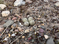 Tundra Ringed Plover, Skallelv, Norway, June 2025