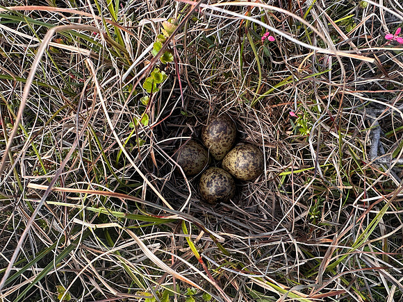 Ruff, Komagværstranda, Norway, June 2025