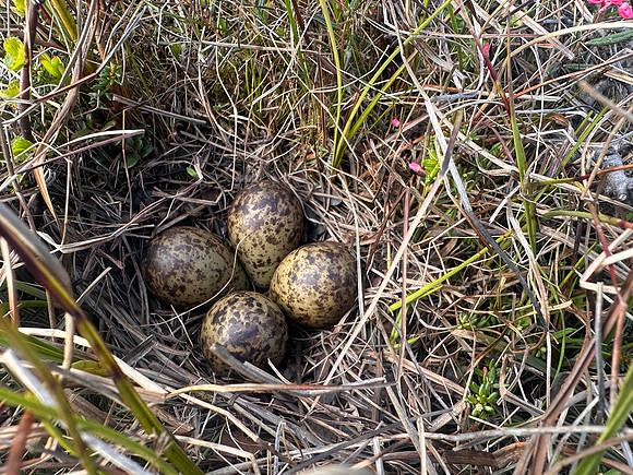 Ruff, Komagværstranda, Norway, June 2025