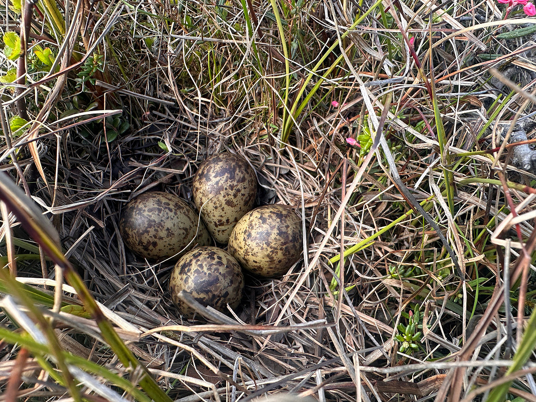 Ruff, Komagværstranda, Norway, June 2025
