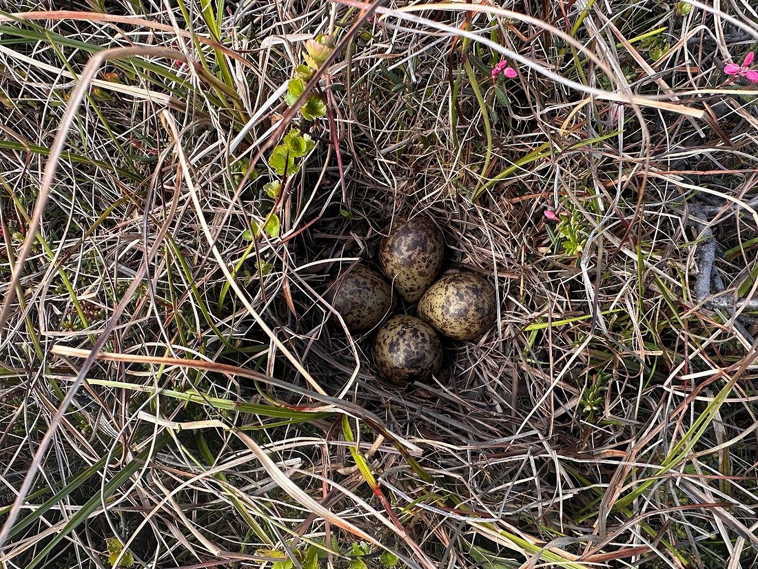 Ruff, Komagværstranda, Norway, June 2025