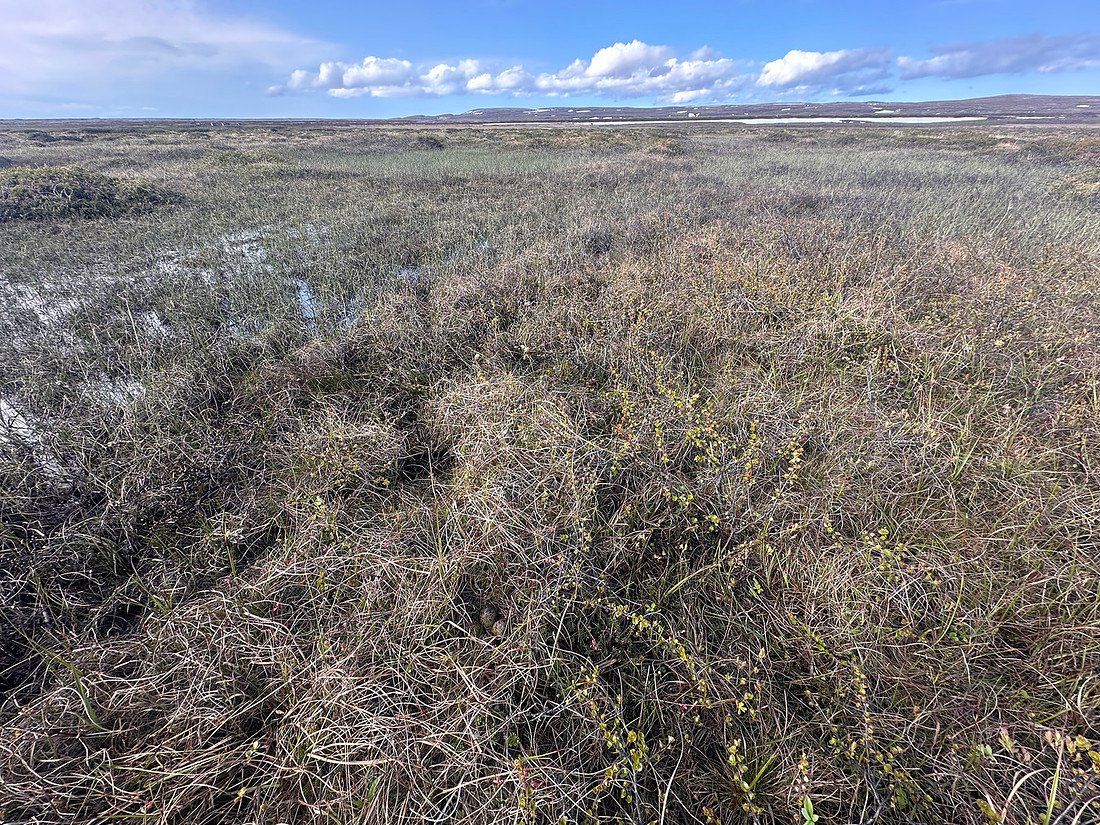 Ruff, Komagværstranda, Norway, June 2025