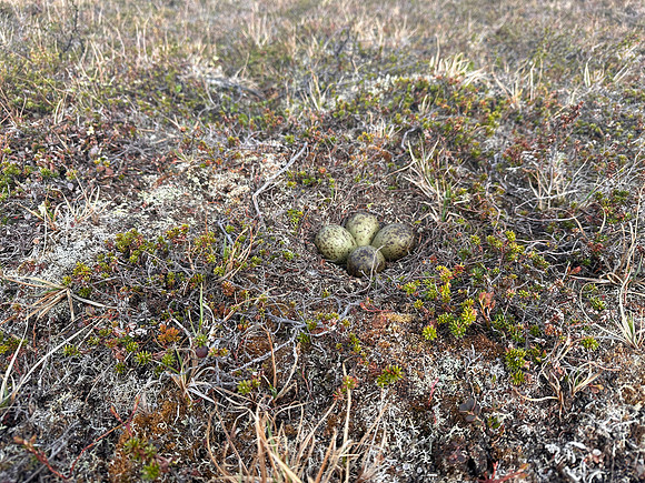Whimbrel, Komagværstranda, Norway, June 2025