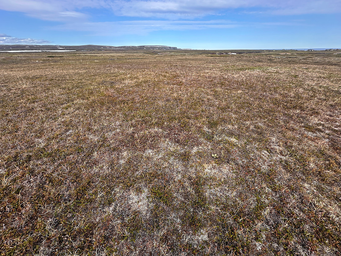 Whimbrel, Komagværstranda, Norway, June 2025
