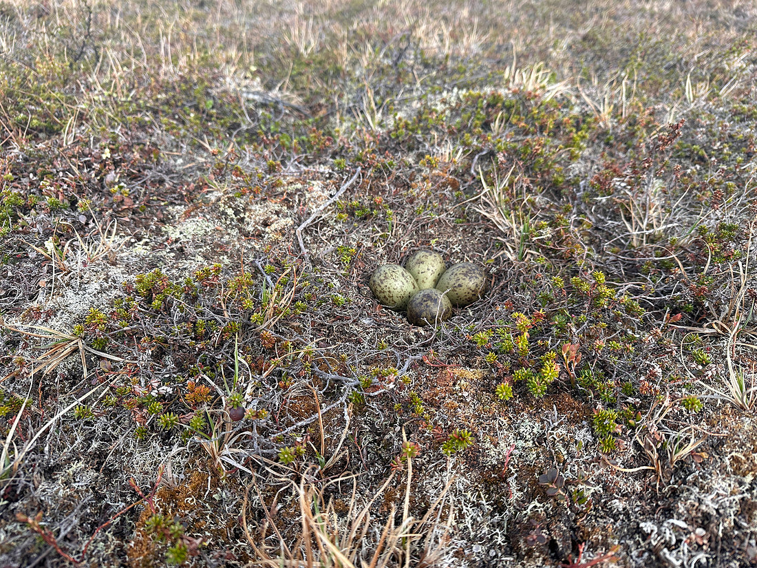 Whimbrel, Komagværstranda, Norway, June 2025