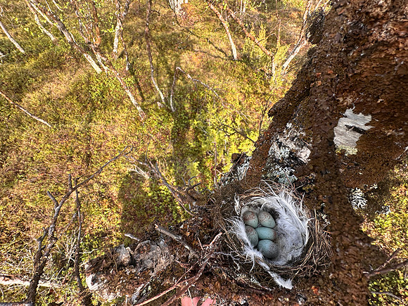 Redpoll, Sevettjjarvi, June 2025