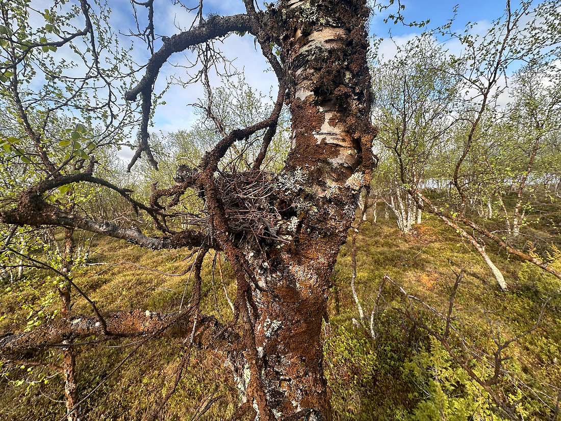 Redpoll, Sevettjjarvi, June 2025