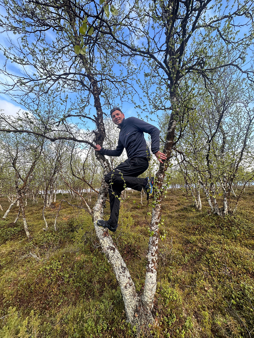 Redpoll, Sevettjjarvi, June 2025