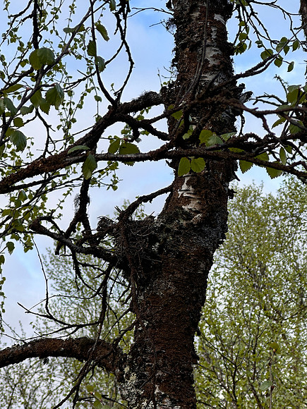 Redpoll, Sevettjjarvi, June 2025