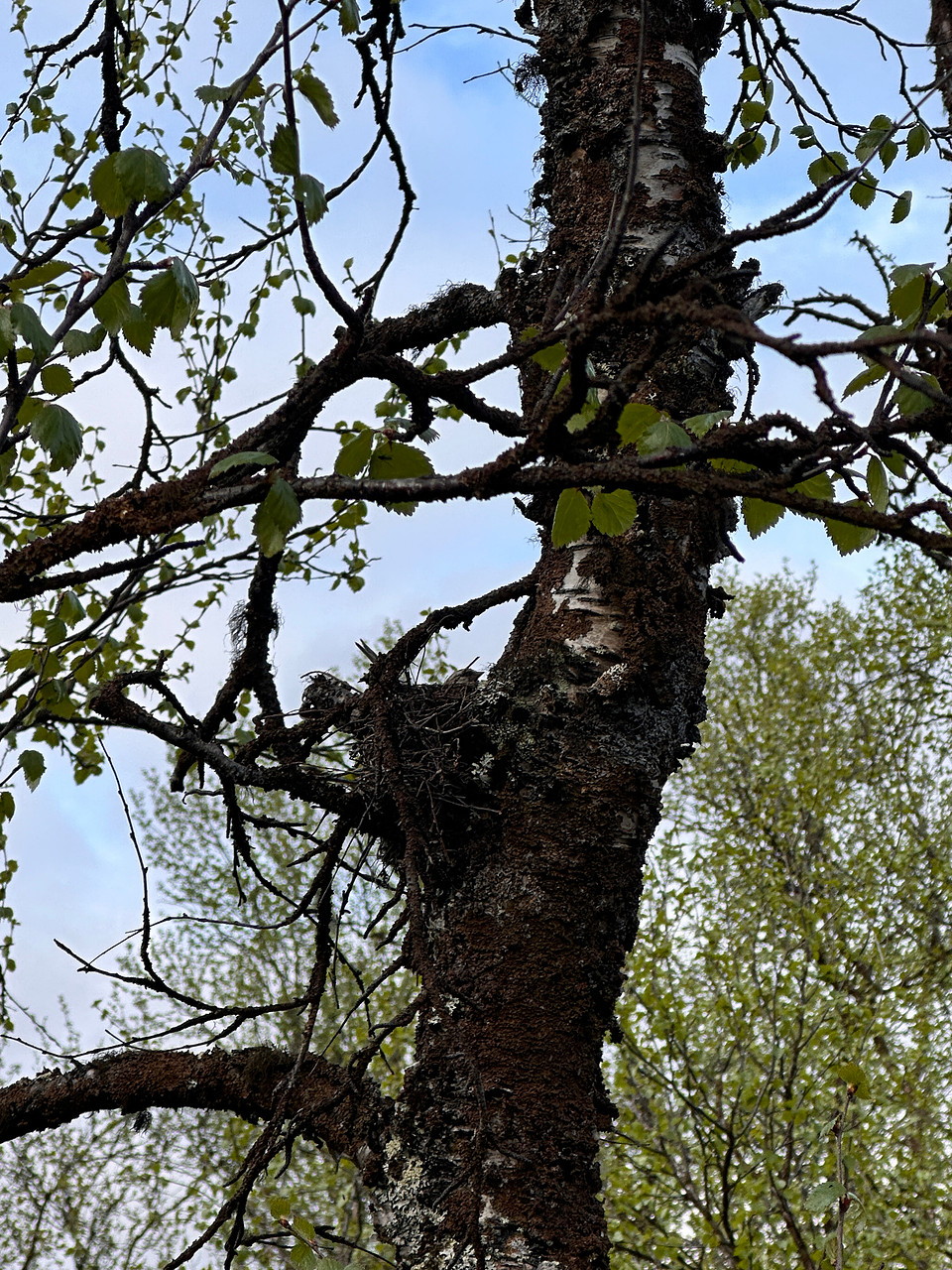 Redpoll, Sevettjjarvi, June 2025