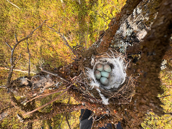 Redpoll, Sevettjjarvi, June 2025
