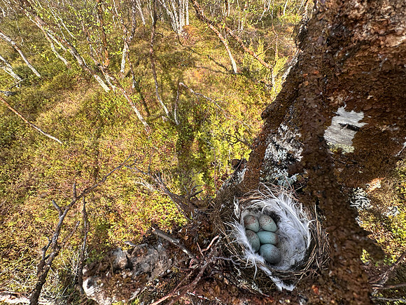 Redpoll, Sevettjjarvi, June 2025