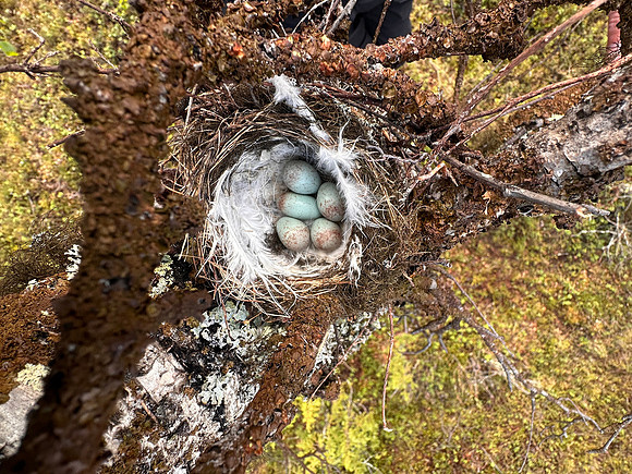 Redpoll, Sevettjjarvi, June 2025