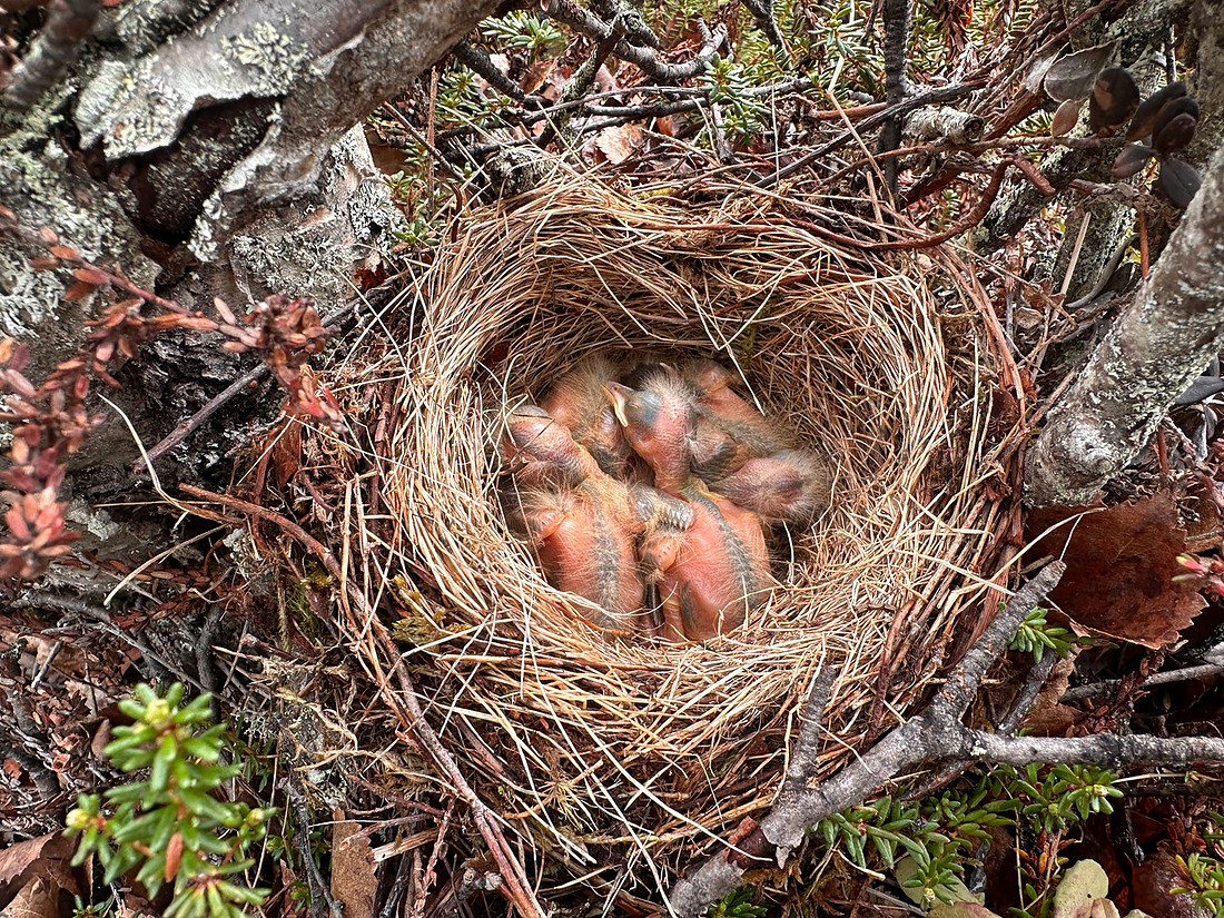 Redwing, Sevettjjarvi, June 2025