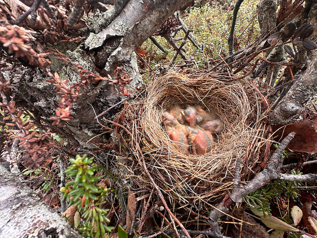 Redwing, Sevettjjarvi, June 2025