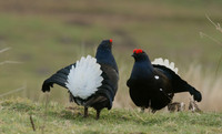 Black Grouse