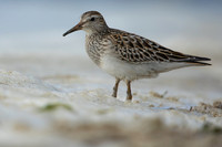 Pectoral Sandpiper