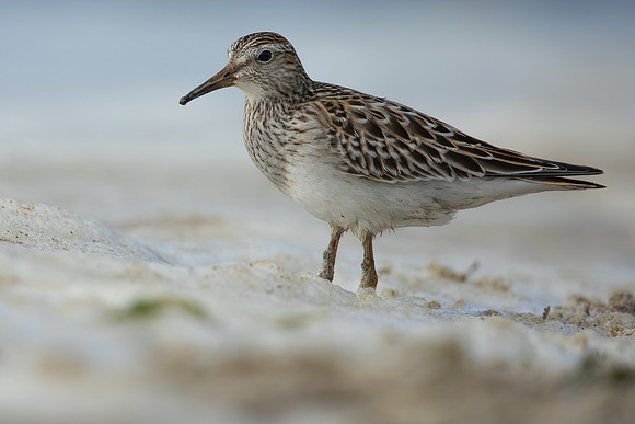 Pectoral  Sandpiper, Cheddar Reservoir, September 2021