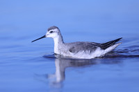 Wilson Phalarope, Hampshire, October 2020