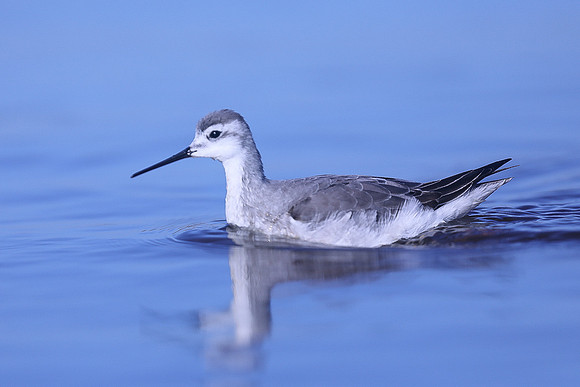 Wilson Phalarope, Hampshire, October 2020