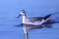 Wilson Phalarope, Hampshire, October 2020