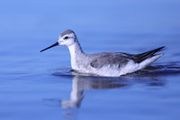 Wilson Phalarope, Hampshire, October 2020