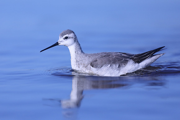 Wilson Phalarope, Hampshire, October 2020