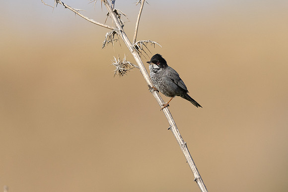Cyprus Warbler, Anarita, April 2025
