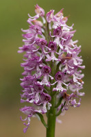 Lady x Monkey Orchid, Hartslock, June 2025