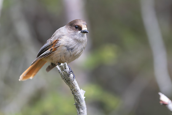 Siberian Jay, Konttainen, Finland, June 2025