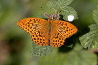 Sliver-washed Fritillary