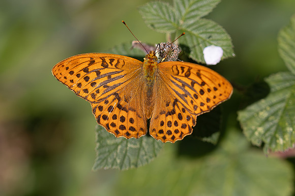 Sliver-washed Fritillary, Lower Woods, July 2026