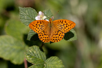 Sliver-washed Fritillary, Lower Woods, July 2026