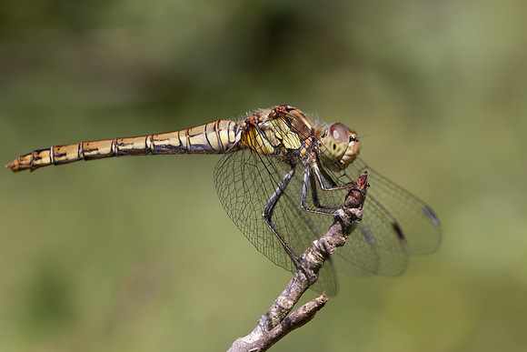 Common Darter, Female, Lower Woods, July 2026