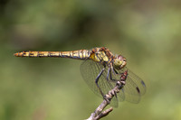 Common Darter, Female, Lower Woods, July 2026