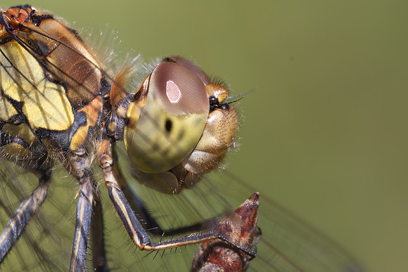 Common Darter, Female, Lower Woods, July 2026