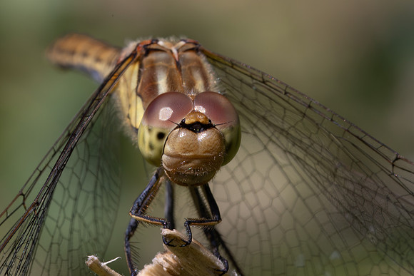 Common Darter, Female, Lower Woods, July 2026