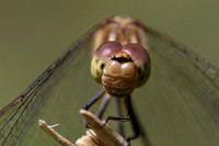 Common Darter, Female, Lower Woods, July 2026