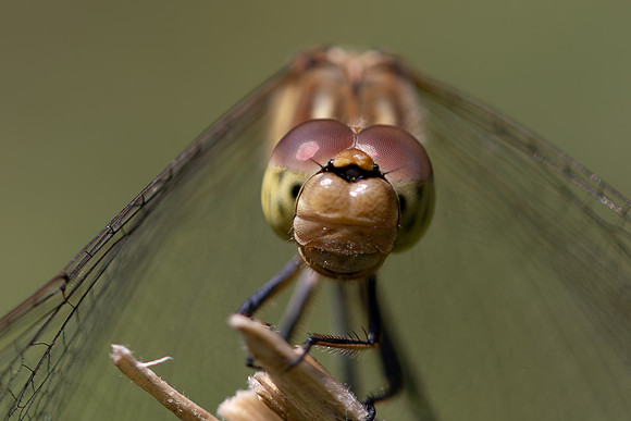 Common Darter, Female, Lower Woods, July 2026