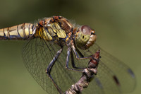 Common Darter, Female, Lower Woods, July 2026
