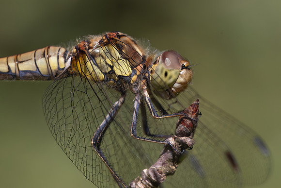 Common Darter, Female, Lower Woods, July 2026