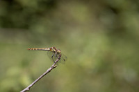 Common Darter, Female, Lower Woods, July 2026