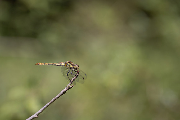 Common Darter, Female, Lower Woods, July 2026