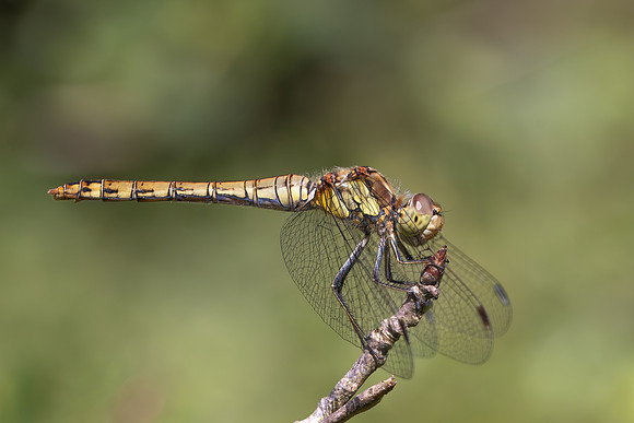 Common Darter, Female, Lower Woods, July 2026