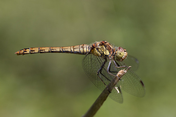 Common Darter, Female, Lower Woods, July 2026